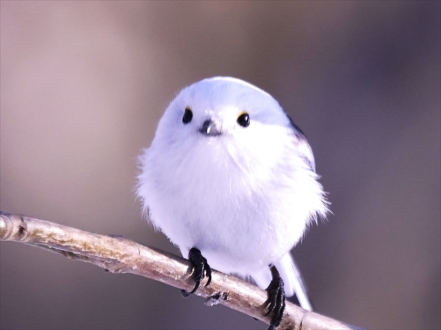 ブラキストン線で分かれる北海道にしかいない可愛い動物を紹介 A Miブログ