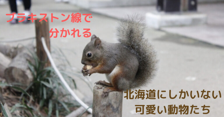 ブラキストン線で分かれる北海道にしかいない可愛い動物を紹介 A Miブログ